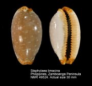 Staphylaea limacina